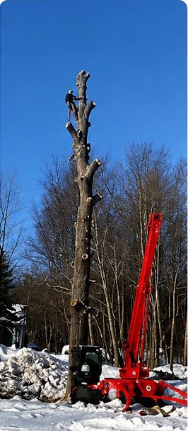 Veteran Tree Care project photo