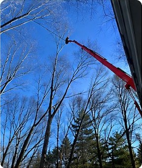 Veteran Tree Care project photo