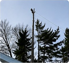 Veteran Tree Care project photo